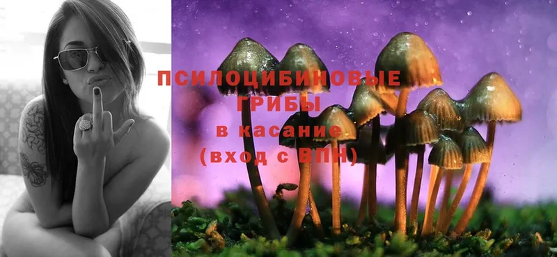 Галлюциногенные грибы Psilocybine cubensis Куйбышев